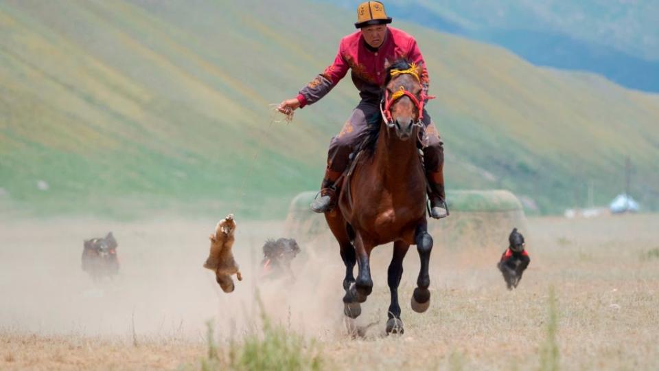 Kyrgysz hunting dog, the Taigan, during a competition