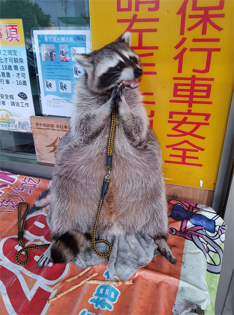 后豐鐵馬道動物明星「北美浣熊」肺癌安樂死　飼主不捨：熊兒子不痛了