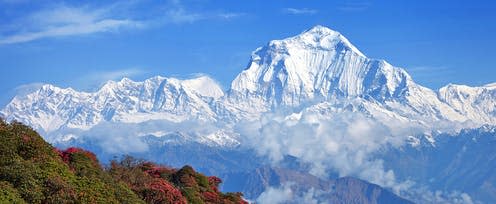 <span class="caption">The Himalayas.</span> <span class="attribution"><a class="link " href="https://www.shutterstock.com/image-photo/magnificent-blossoms-rhododendrons-on-background-white-582993493" rel="nofollow noopener" target="_blank" data-ylk="slk:Liudmila Kotvictchkaia/Shutterstock;elm:context_link;itc:0;sec:content-canvas">Liudmila Kotvictchkaia/Shutterstock</a></span>