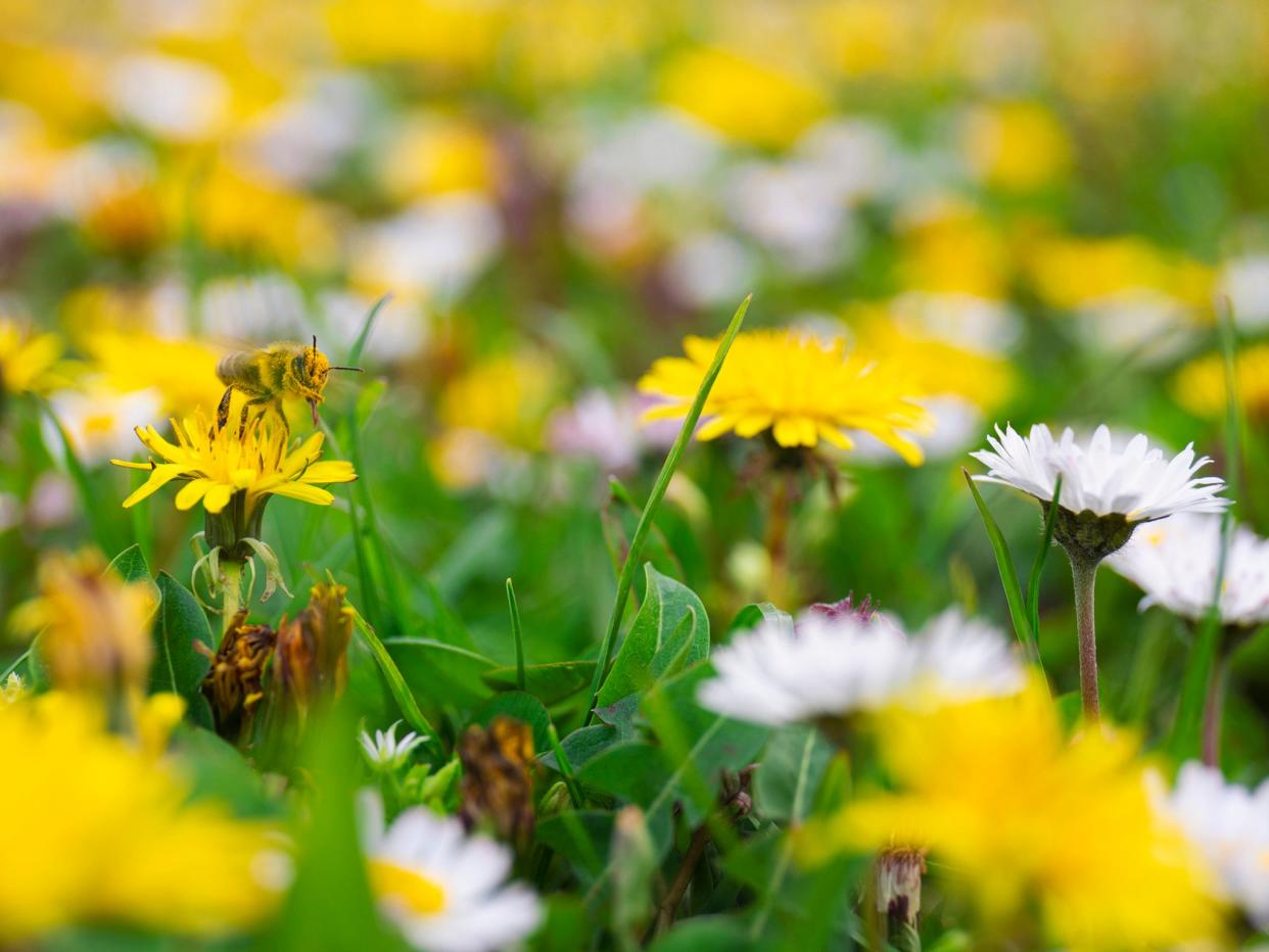 Cuando florecen las flores silvestres, las abejas vienen zumbando (Getty)