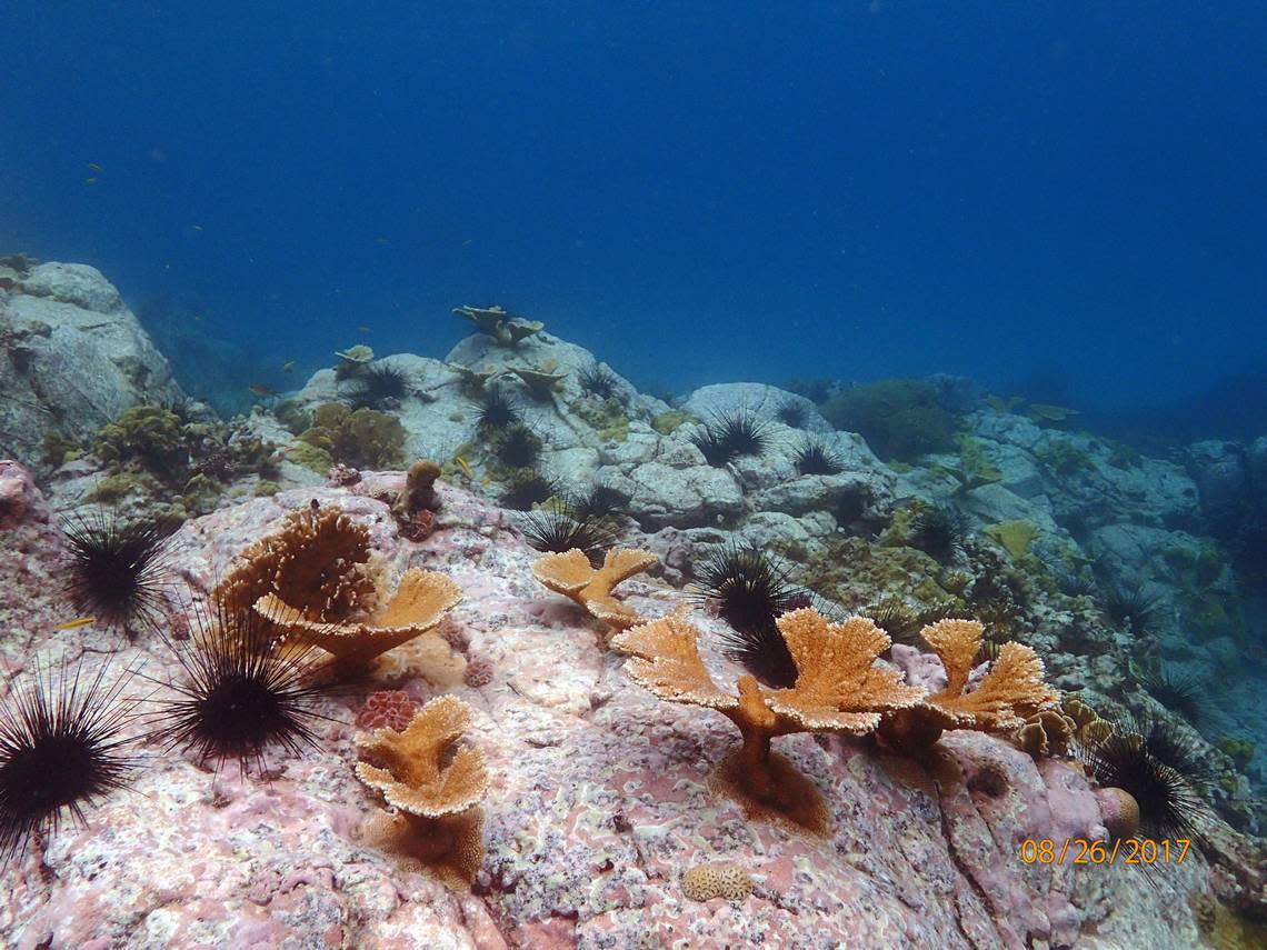 This 2017 image from a Caribbean coral reef shows a healthy number of diadema sea urchins, which graze algae off coral reefs and allow for better growth.