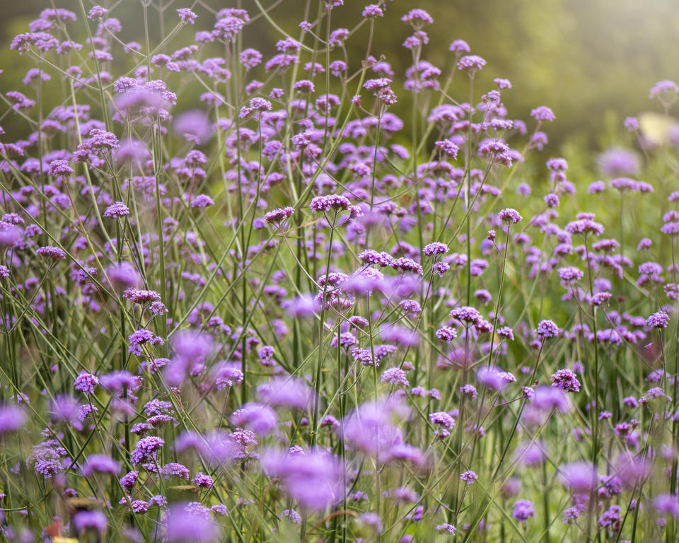 WHAT PLANTS GROW WELL ON THE COAST?