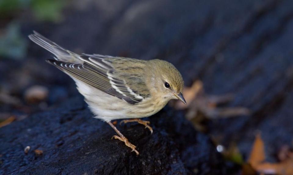 <span>Photograph: Cal Vornberger/Alamy</span>