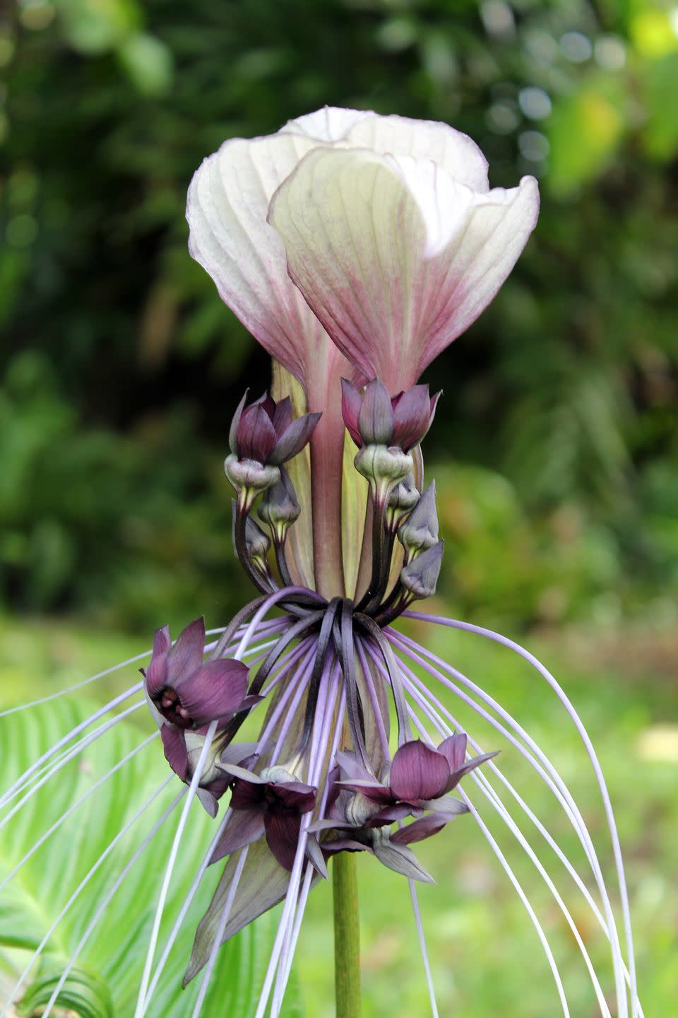 white bat flower tacca integrifolia