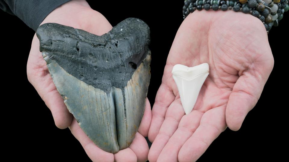 A pair of hands holding a very large megalodon tooth in one, and a small white great white shark tooth in the other
