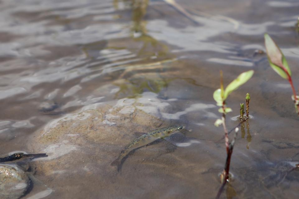 A newly released salmon fry swims in the Salmon River in syilx Okanagan territory during a ceremonial release hosted by the Okanagan Nation Alliance on June 19, 2024. Photo by Aaron Hemens