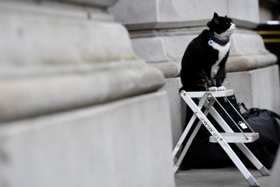 Palmerston, the Foreign Office cat, sits at the photographer's ladder outside Downing Street in London, Britain, February 12, 2019. REUTERS/Toby Melville