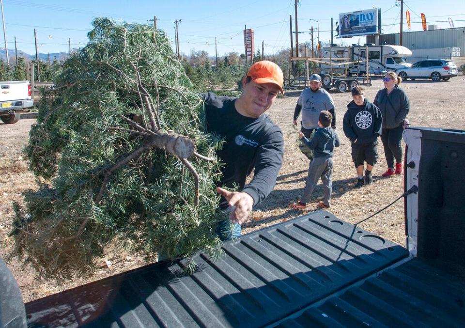 George Fresquez carries a Mora white fir Christmas tree to Luis Arredondo's pick up truck Sunday, Nov. 27, 2022, in Albuquerque, N.M., as many New Mexicans prefer Mora Christmas trees to Oregon trees because they stay fresher for longer. But fires over the summer have devastated the properties of several families who sell Christmas trees.