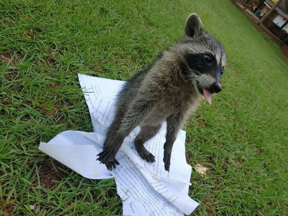 Mark Lee Dickson posted a photo of a baby raccoon playing with an ACLU lawsuit against seven towns in Texas. (Photo: Photo credit: Mark Lee Dickson)