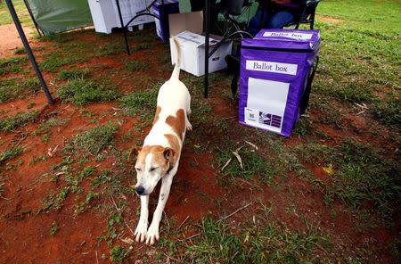 A dog stretches next to a ballot box in the remote voting station in the western New South Wales outback town of Enngonia, Australia, June 22, 2016. REUTERS/David Gray