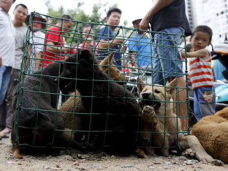 Dogs for sale are kept in a cage in Dashichang dog market on the day of local dog meat festival in Yulin, Guangxi Autonomous Region, June 22, 2015. REUTERS/Kim Kyung-Hoon