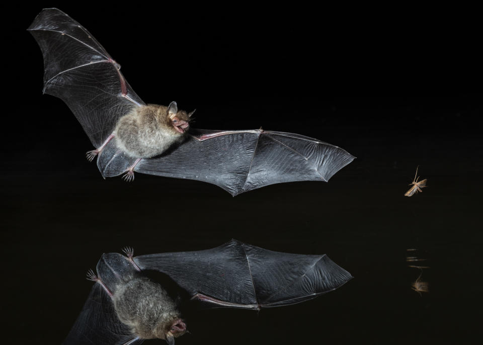 Daubenton's Bat (Myotis daubentonii) hunting an insect at night