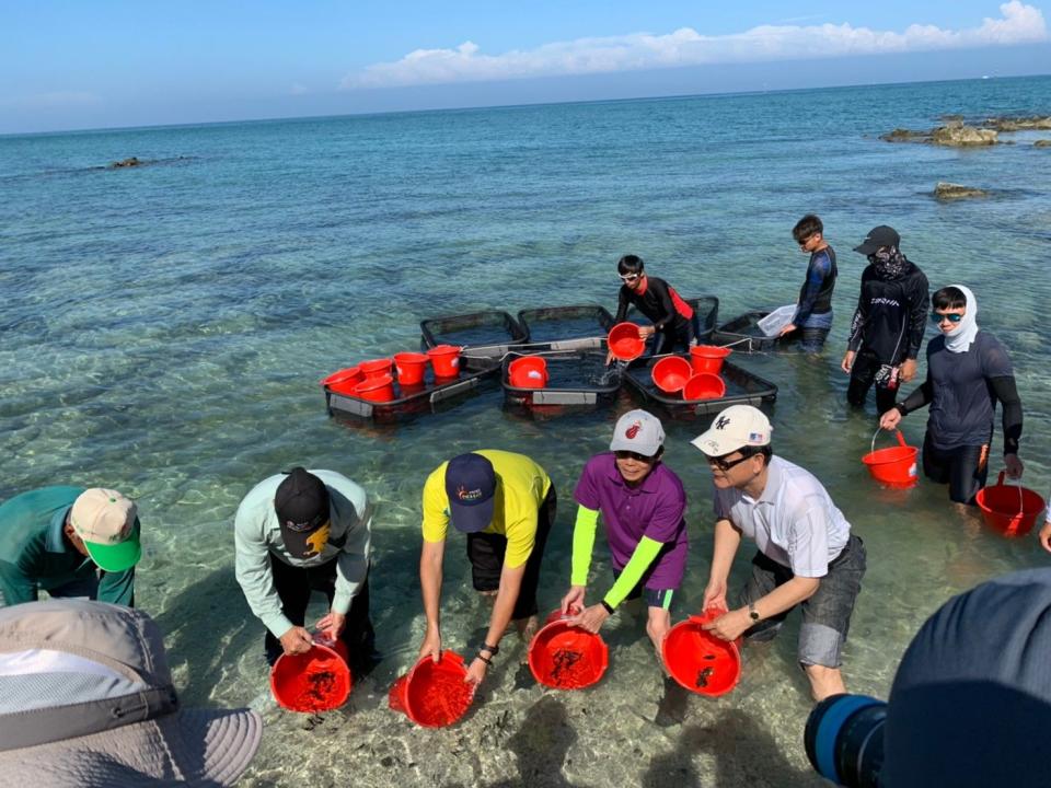 台電尖山電廠今天在澎湖菓葉海域和十多名菓葉村民一起放流有「夢幻之魚」之稱的條石鯛種苗1萬尾，以豐育漁業資源，除了上了一堂環境生態保育課，也以行動來復育海洋生態。(中央社)