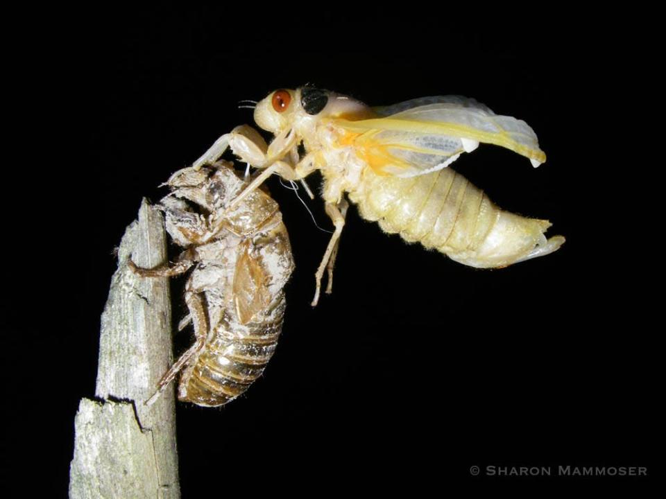 A 17-year cicada emerges from its shell.