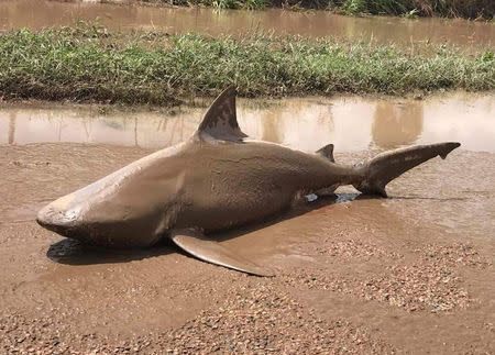 A bull shark that was found in a puddle south of Townsville, following flooding in the area from heavy rains associated with Cyclone Debbie in Australia. Queensland Fire and Emergency Services