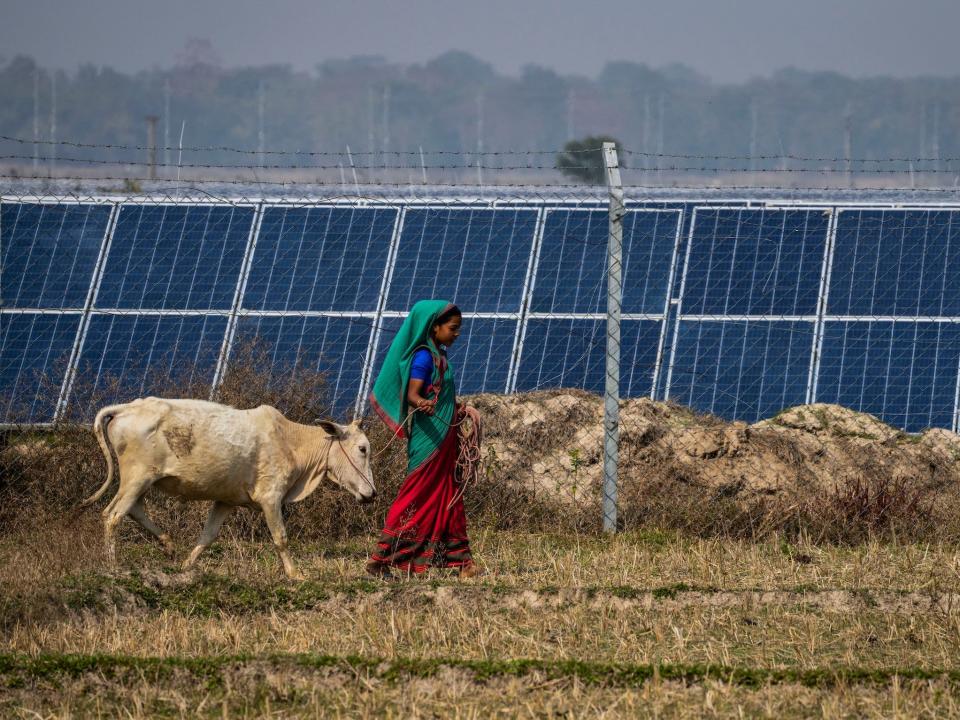woman walks cow on a lead in front of a large solar array