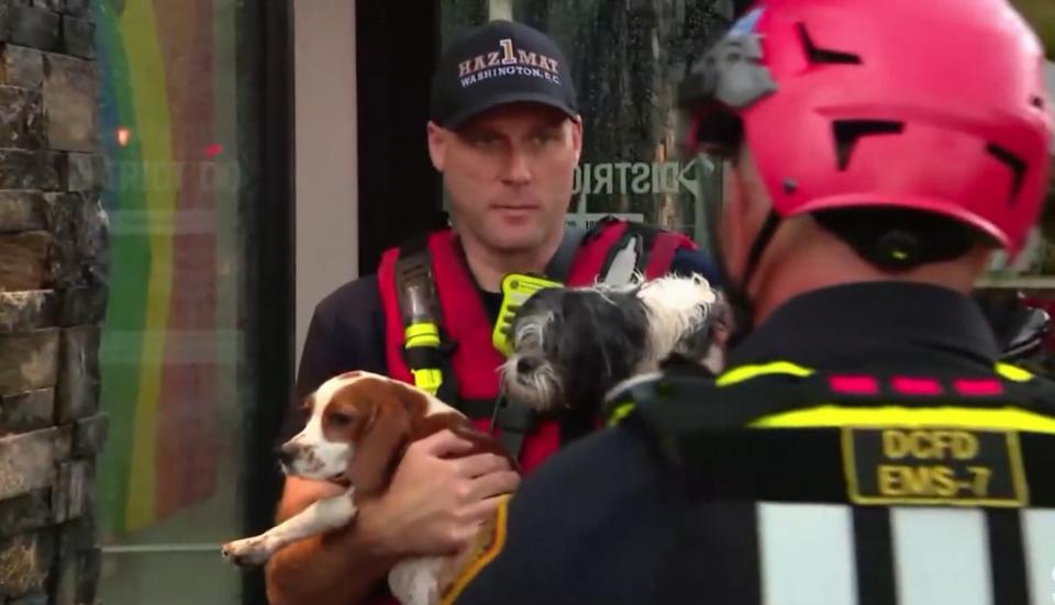 <p>WUSA9/YouTube</p> First responders at District Dogs