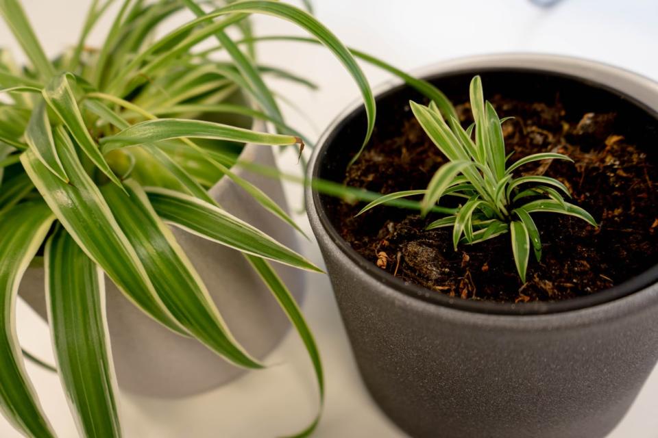 Easy example of propagation of a houseplant. You leave the baby plant attached to the parent plant until the new plant takes root.