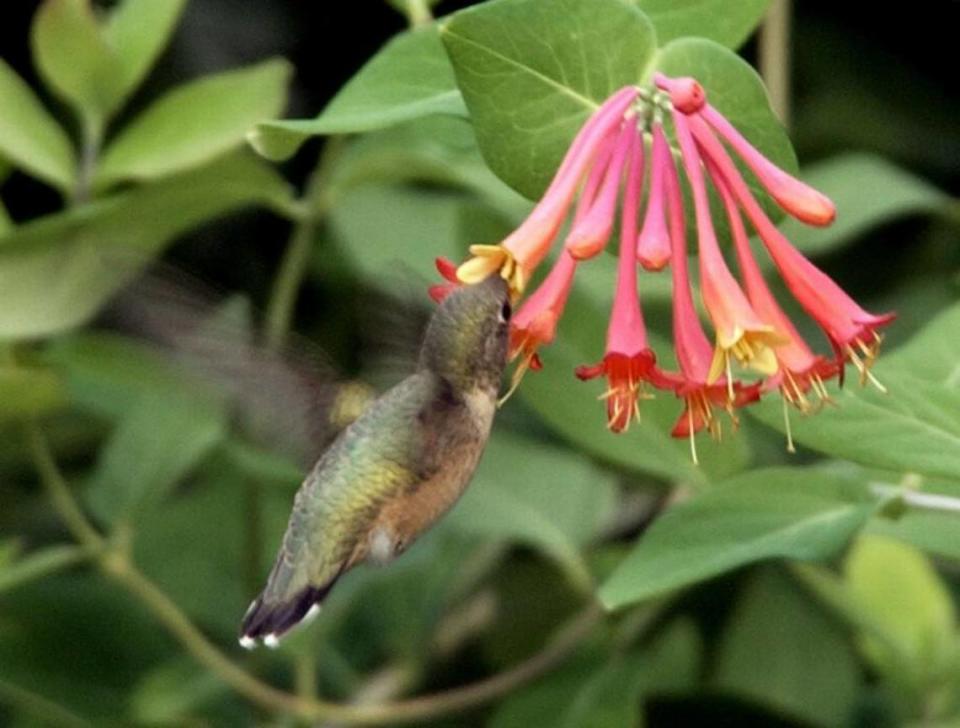 A ruby-throated hummingbird gets a bite to eat from a flower a garden in Larned, KS.