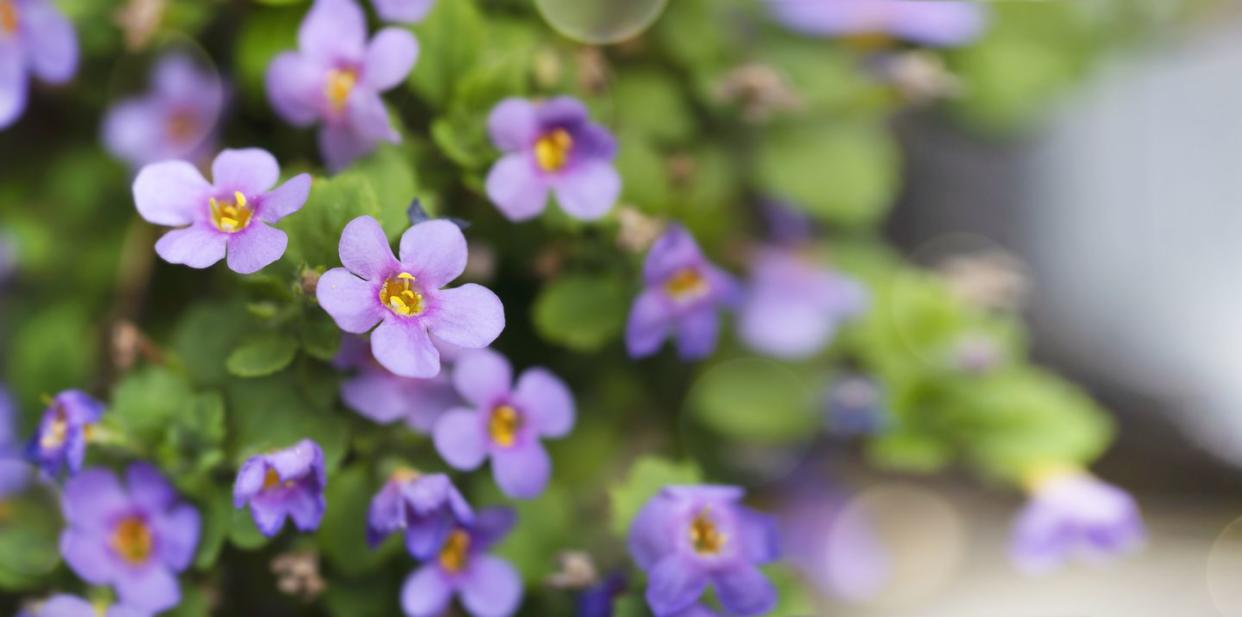 shade flowers bacopa