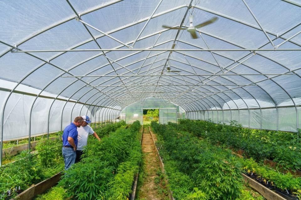 Jeff Garland, right, gives Indiana NRCS district conservationist Lee Schnell a tour of Papa G’s Organic Hemp Farm in Crawford County, Indiana, on June 23, 2022.