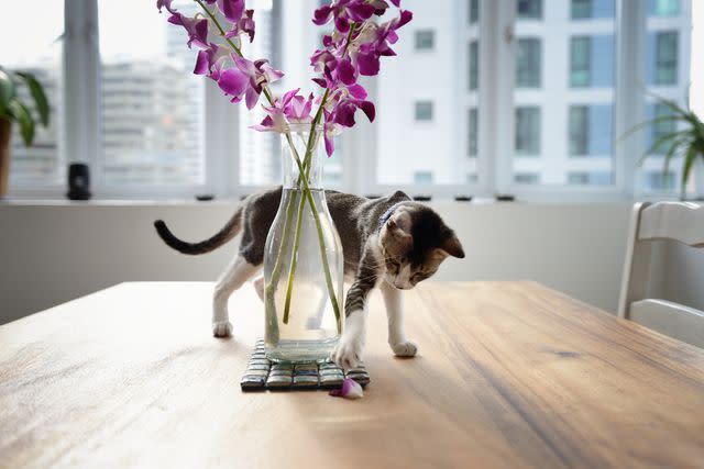 <p>Getty Images/Carlina Teteris </p> Stock image of plant stalking around an orchid plant