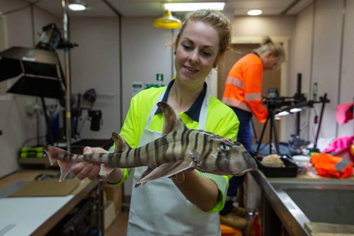 A researcher holds one specimen of the newly discovered hornshark species.