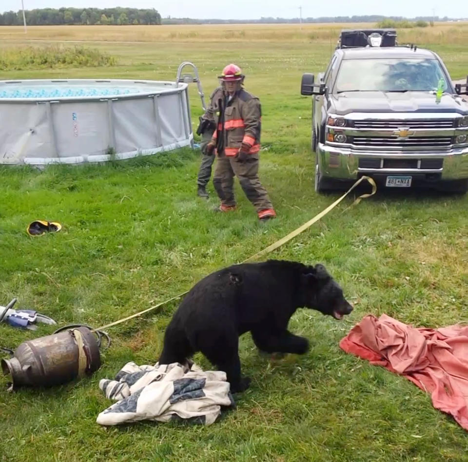 In this Sept. 7, 2018, photo provided by Dawn Knutson, rescue personnel stand back after working to free a black bear after its head became stuck inside 10-gallon milk can near Roseau, Minn. (Dawn Knutson via AP)