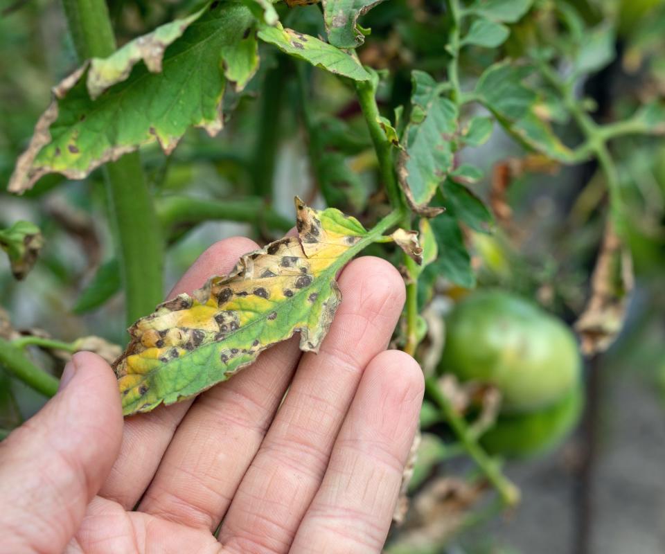Leaf spot on tomatoes