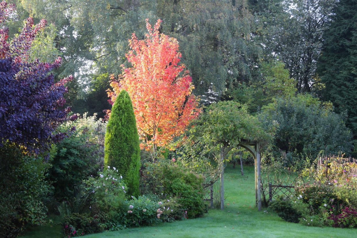 A colourful Japanese maple tree (Acer palmatum)