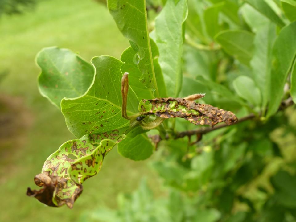 A one-eighth-inch yellow poplar weevil sits at the center of magnolia.