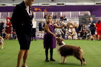 <p>Handler Addison Lancaster has her Miniature American shepherd Pyro judged during Day One of competition at the Westminster Kennel Club 142nd Annual Dog Show in New York, Feb.12, 2018. (Photo: Shannon Stapleton/Reuters) </p>