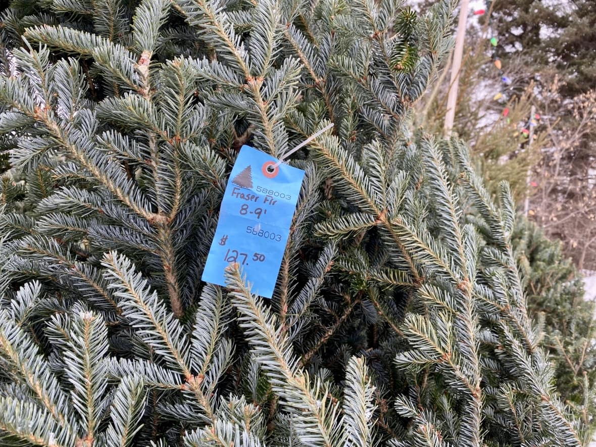 The cost of Christmas trees is up an average of 10 per cent across Canada this year — thanks to higher farming and fuel costs, climate change and a continent-wide shortage. (Karen Pauls/CBC - image credit)
