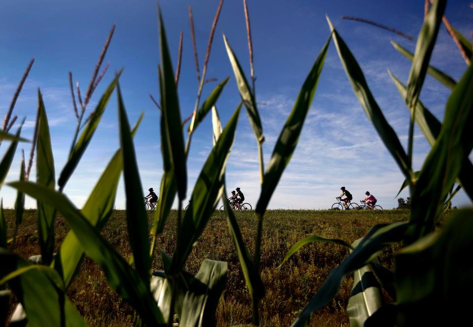 Riders ride north of New Albany and along RT 161 during the 2015 Pelotonia ride.