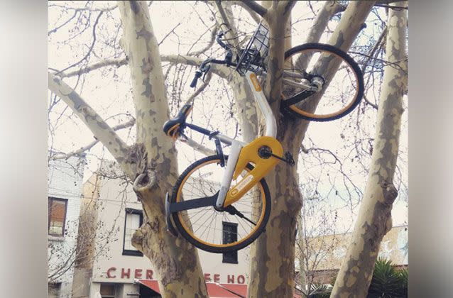 A bike was left up a tree in Kensington. Picture: Alex Smith/Facebook