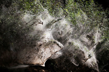 Giant spider webs, spun by long-jawed spiders (Tetragnatha), cover sections of the vegetation along the Soreq creek bank, near Jerusalem November 7, 2017. REUTERS/Ronen Zvulun