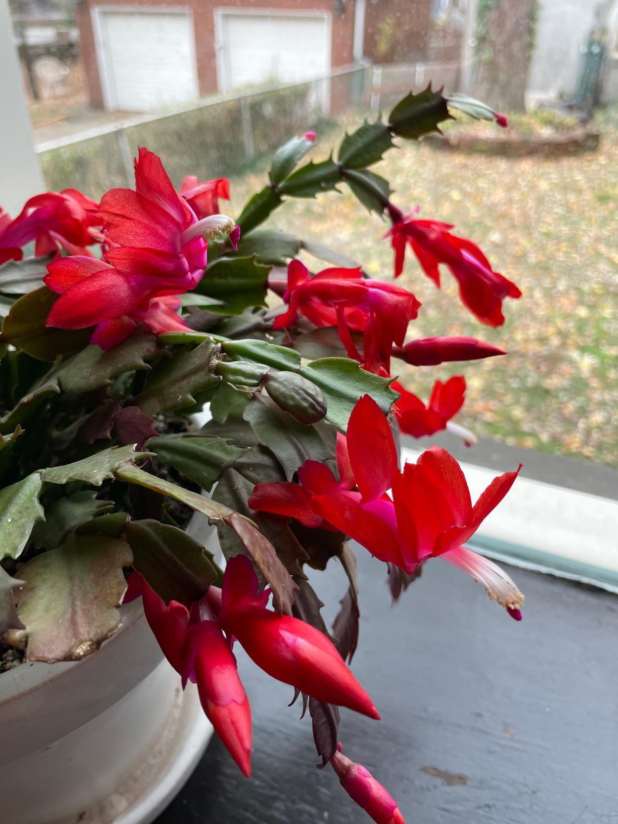 Close up of red flowers.