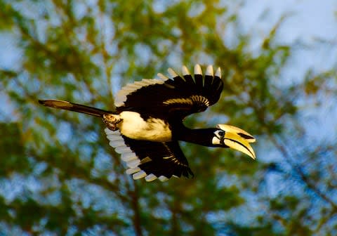 The Malaysian pied hornbill - Credit: IAN LLOYD NEUBAUER