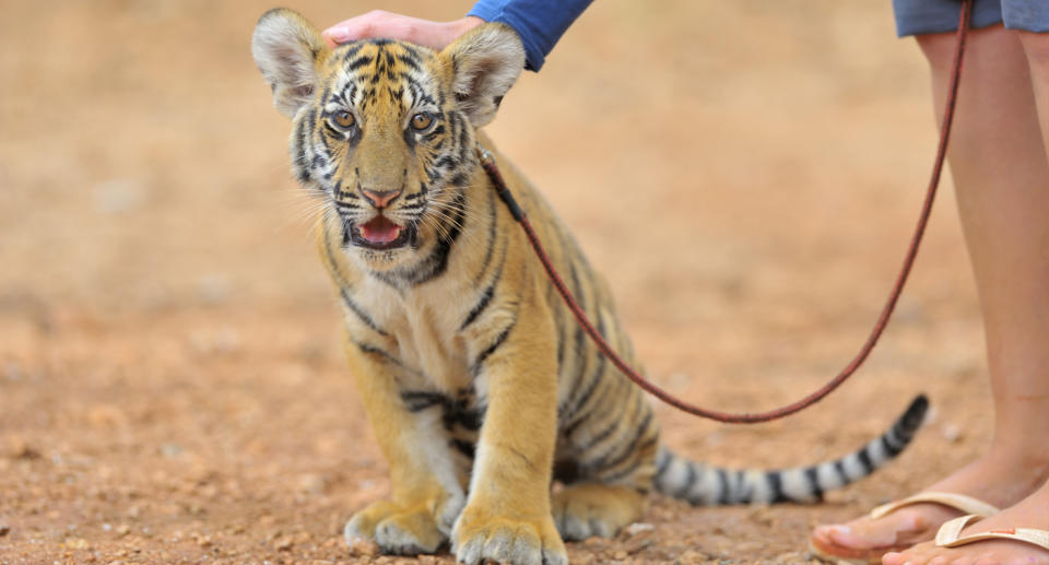 a stock image of a tiger cub on a lead.