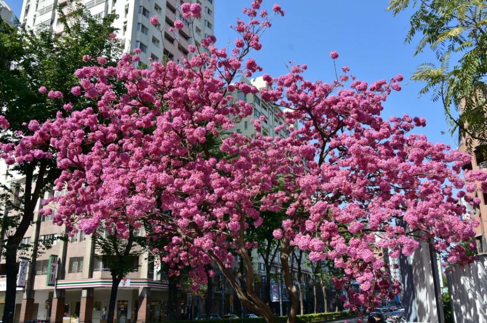 台中市河南路四段與大敦十二街洋紅風林木盛開，增添另一種活力與熱鬧感。（記者陳金龍攝）