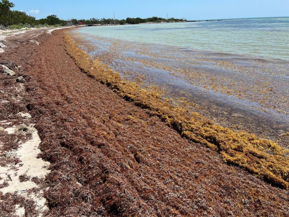 The beach at Bahia Honda State Park in the Florida Keys covered in Sargassum seaweed in late March (Brian Lapointe, Florida Atlantic University)