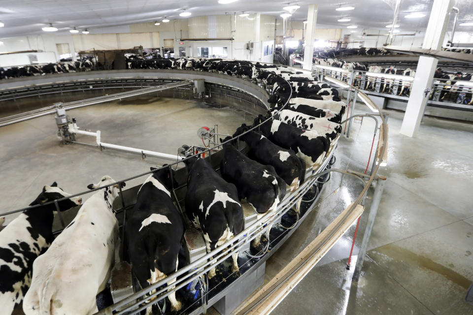 In this Dec. 4, 2019, photo cows are milked on a large carousel at Rosendale Dairy in Pickett, Wis. At Rosendale Dairy, each of the 9,000 cows has a microchip implanted in an ear that workers can scan with smartphones for up-to-the-minute information on how the animal is doing — everything from their nutrition to their health history to their productivity. Feed is calibrated to deliver a precise diet and machines handle the milking. In the fields, drones gather data that helps bump up yields for the row crops grown to feed the animals. (AP Photo/Morry Gash)