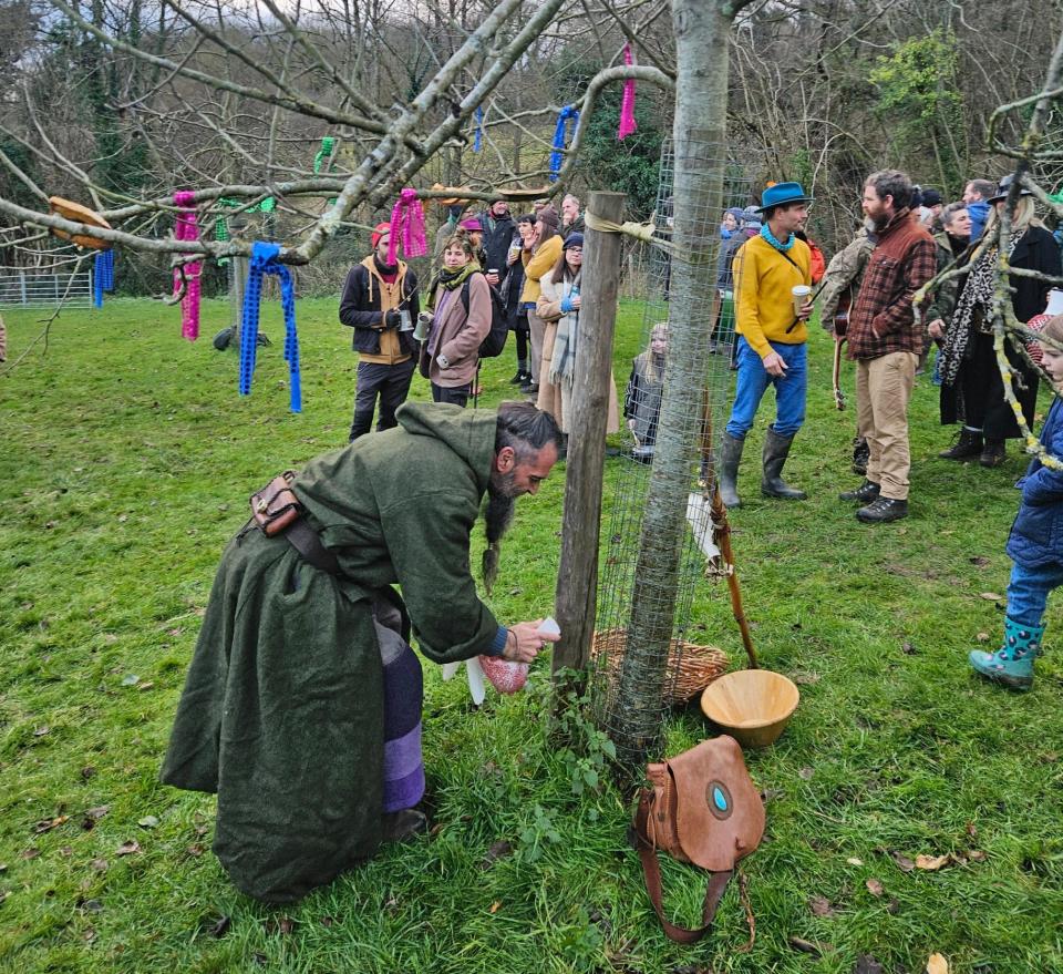 wassailer pouring cider on the tree roots