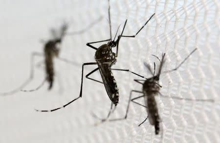 Aedes aegypti mosquitoes are seen inside Oxitec laboratory in Campinas, Brazil, February 2, 2016. REUTERS/Paulo Whitaker