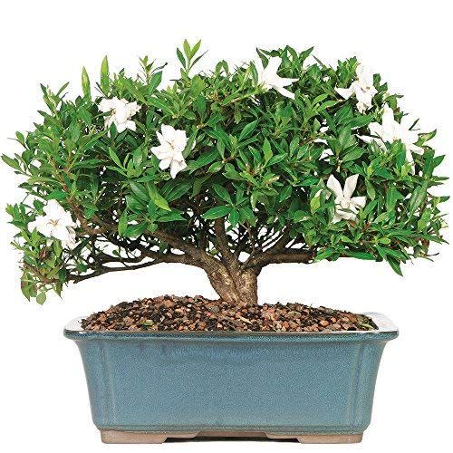 52) Live Gardenia Outdoor Bonsai Tree
