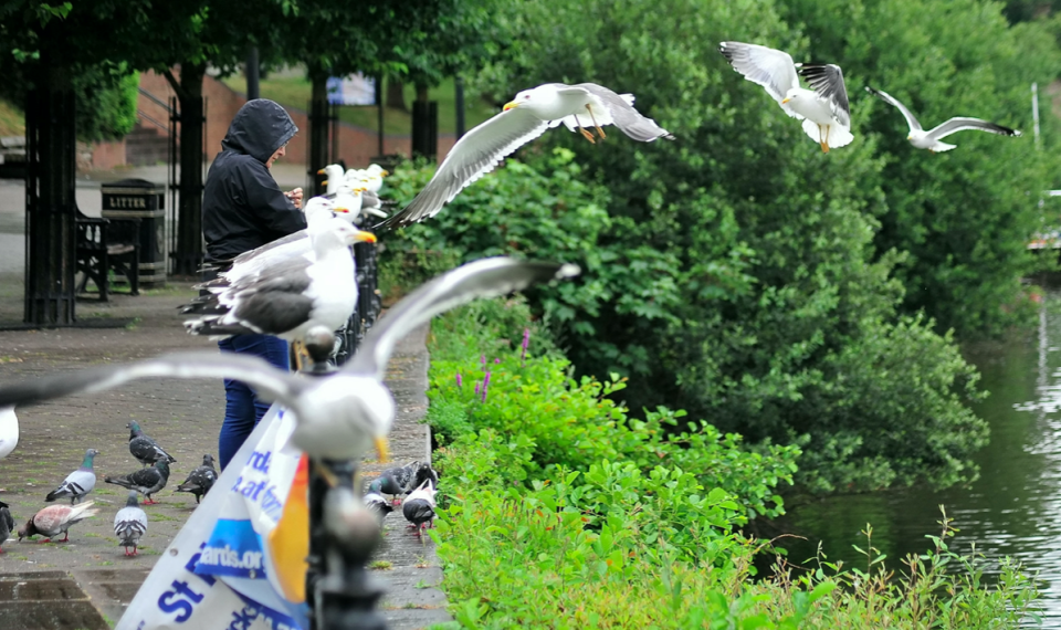 Council chiefs say the birds have plagued residents and businesses for years creating problems around noise, attacks and mess (SWNS)