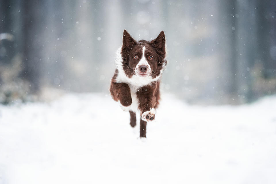 Dogs shouldn't be left out of site if there's heavy snow. (Getty)