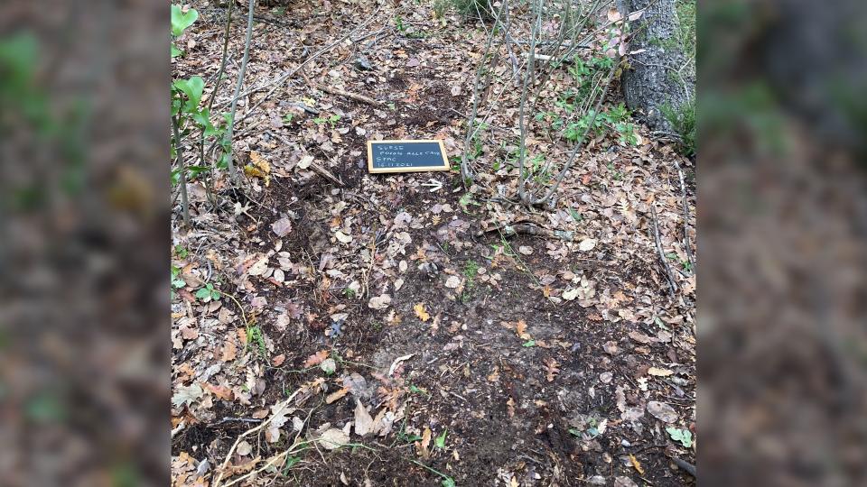 Here we see a small, rectangular chalkboard lying in the first on the forest floor denoting the site of a coin hoard.