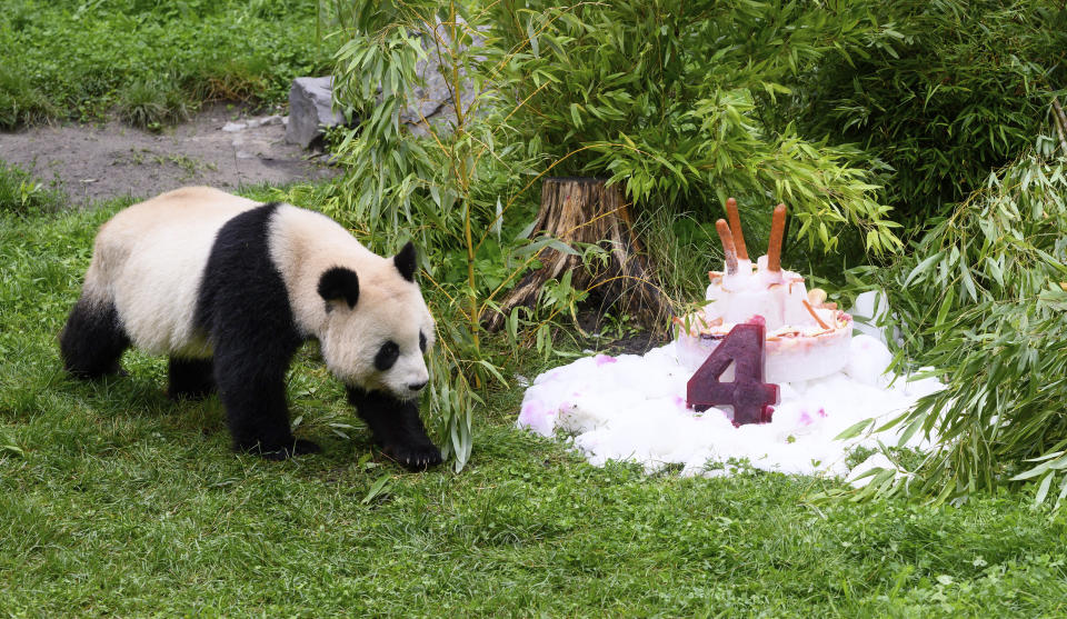 Paule eats a cake made of ice cream, vegetables and fruits to celebrate their fourth birthday, at the Berlin Zoo in Berlin, Thursday Aug, 31, 2023. The panda twins Pit and Paule were born as the first panda offspring in Germany on Aug. 31, 2019, at the Berlin Zoo. (Bernd von Jutrczenka/dpa via AP)