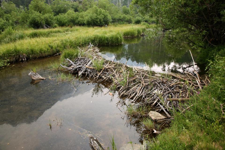 Beavers’ dam-making abilities help to alleviate floods and conserve landscapes (Getty)